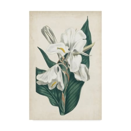Curtis 'Ivory Garden Iv' Canvas Art,30x47